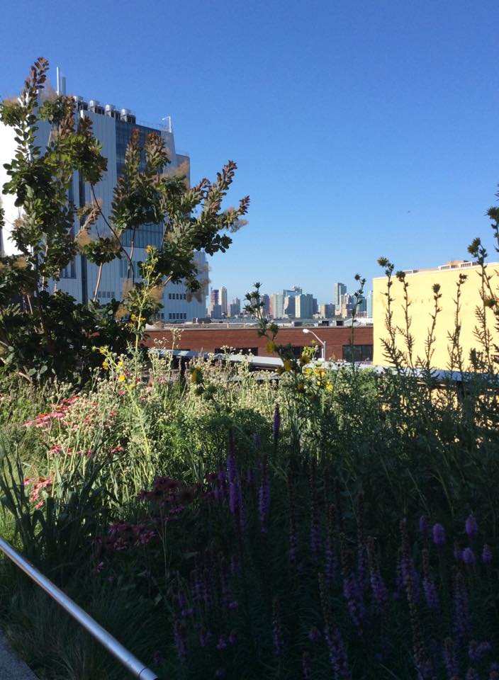 high line with a view
